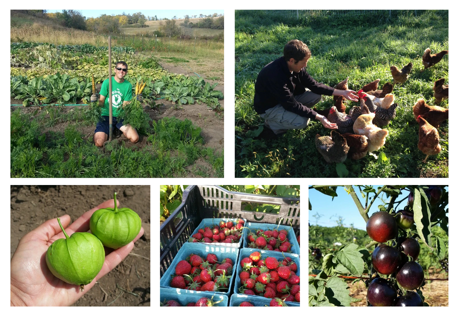 Scott kneeling on the ground while smiling and holding up carrots he picked. Scott crouched down and surrounded by chickens. Tomatillos, strawberries, and tomatoes on the vine.